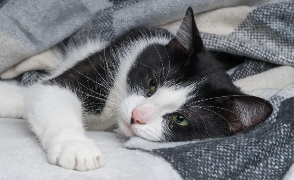 Gato preto ebranco enrolado em coberta