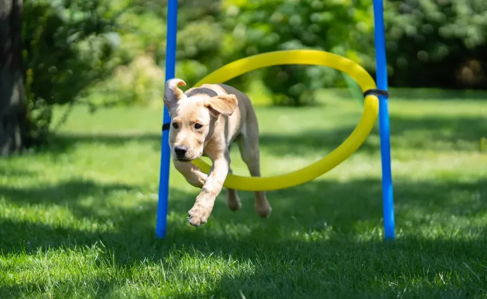 Cachorro passando por dentro de círculo amarelo em parque