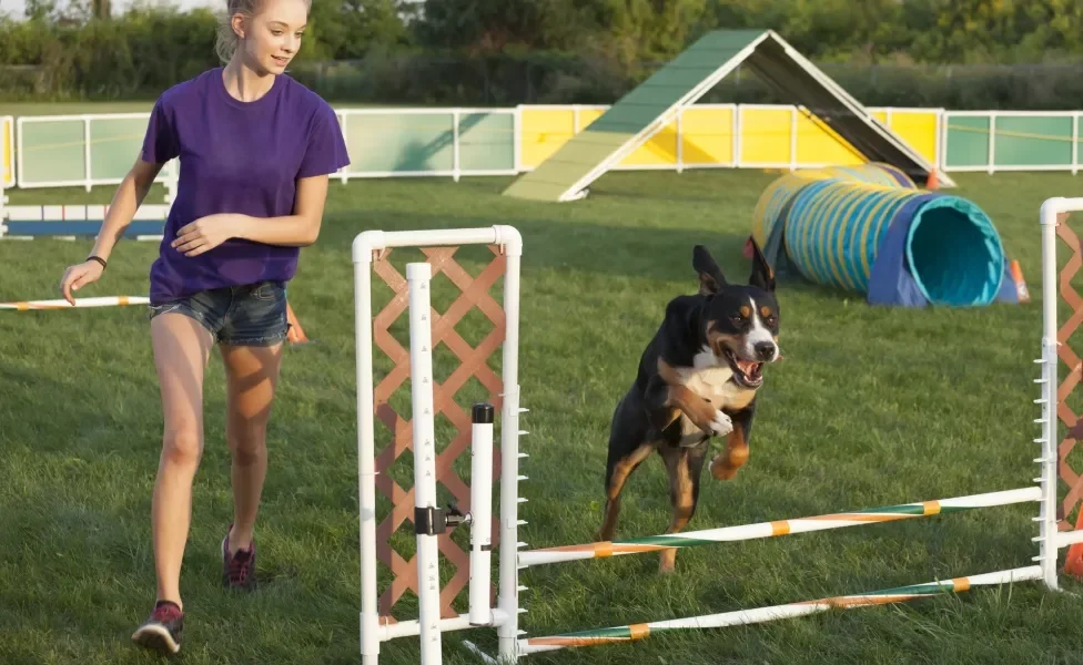 Cão e tutora correndo em playground com obstáculos