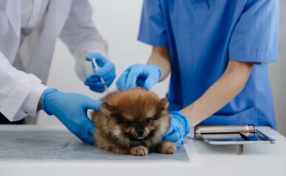 cachorro filhote sendo vacinado