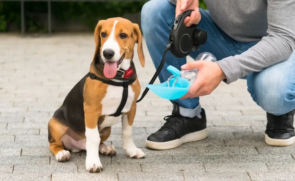 passear com cachorro: homem passeando e dando água para cão beber 