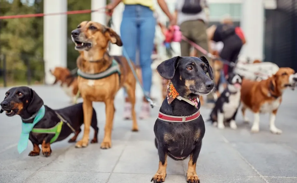 Pessoa passeando na rua com vários cachorros na coleira