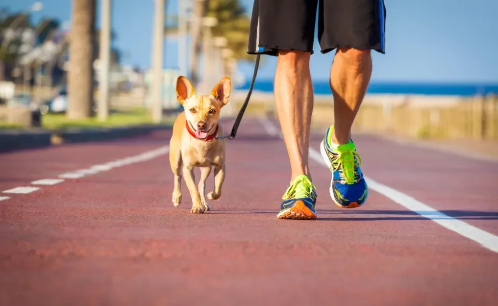 homem passeando com cachorro filhote na rua