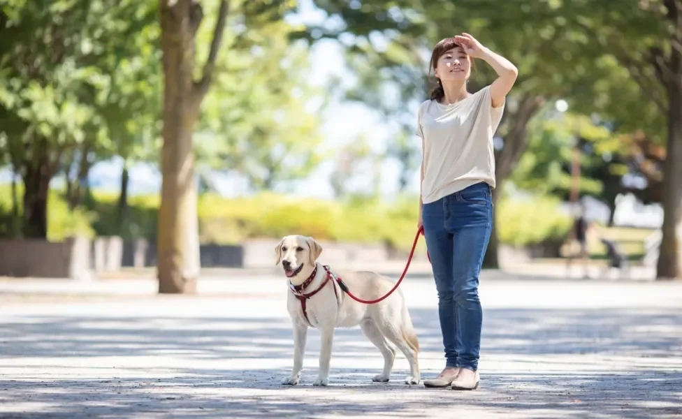 passear com cachorro: mulher passeando com cão na rua