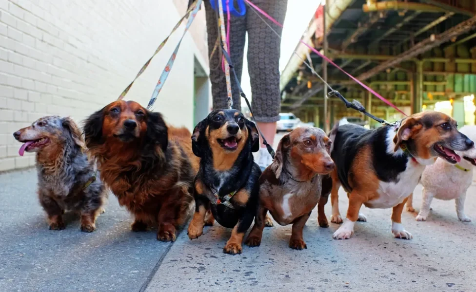 Vários cachorros pequenos passeando de coleira na rua