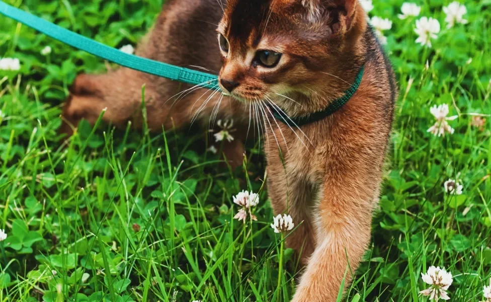 gato Abissínio de coleira em cima da grama