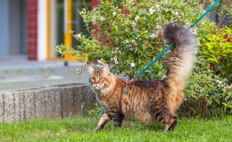 Maine Coon usando coleira para passear