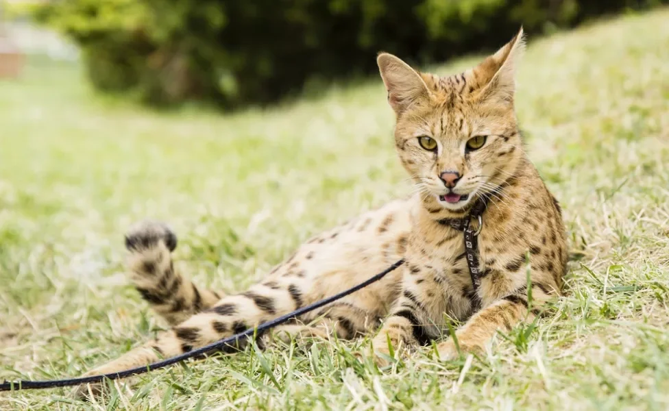 Gato Savannah sentado na grama usando coleira