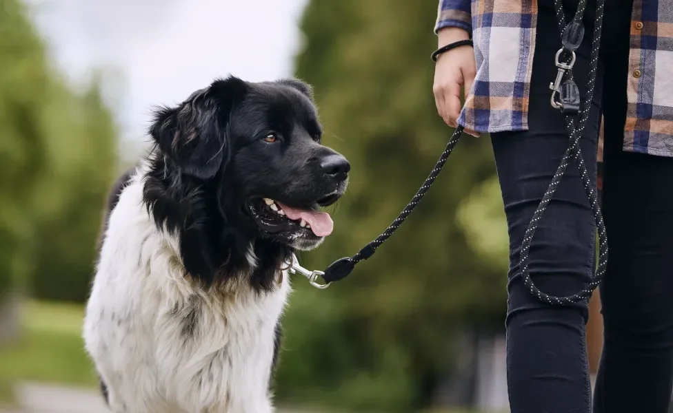 Cachorro passeando com tutor com guia