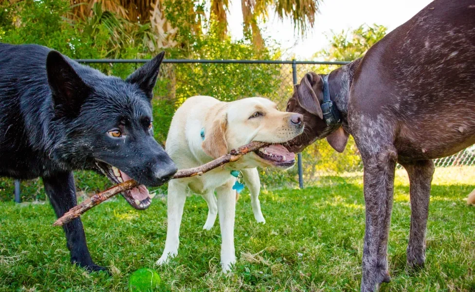 Três cachorros mordendo o mesmo pedaço de madeira em parque