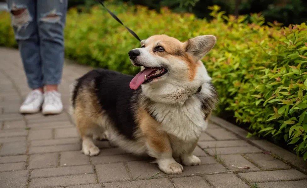 cachorro corgi passeando ao ar livre