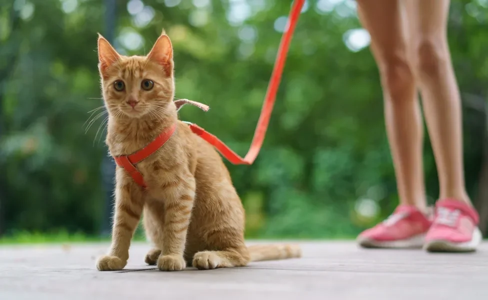 tutora passeando com gato na coleira