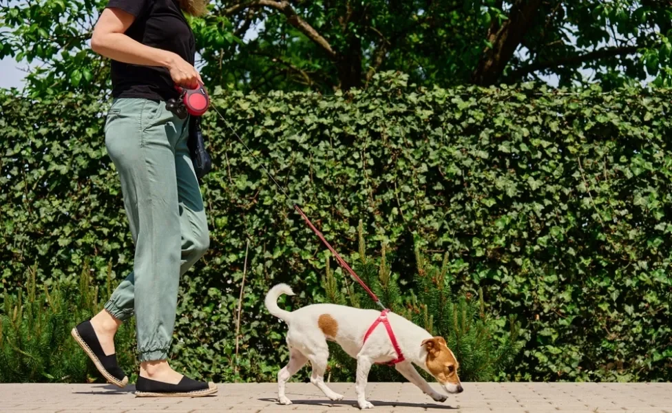 mulher passeando com cachorro na coleira na rua