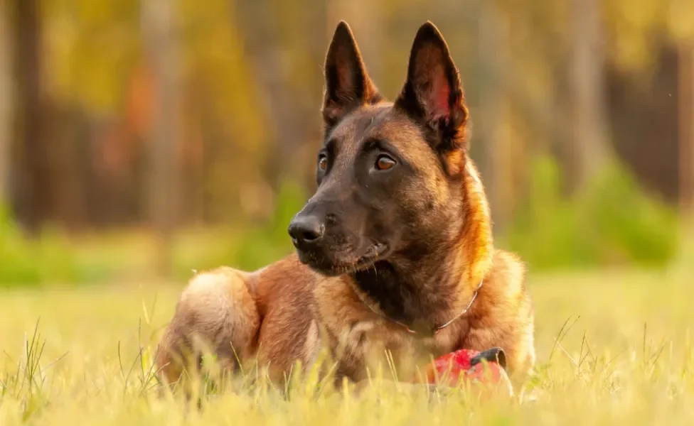 pastor belga malinois sentado na grama