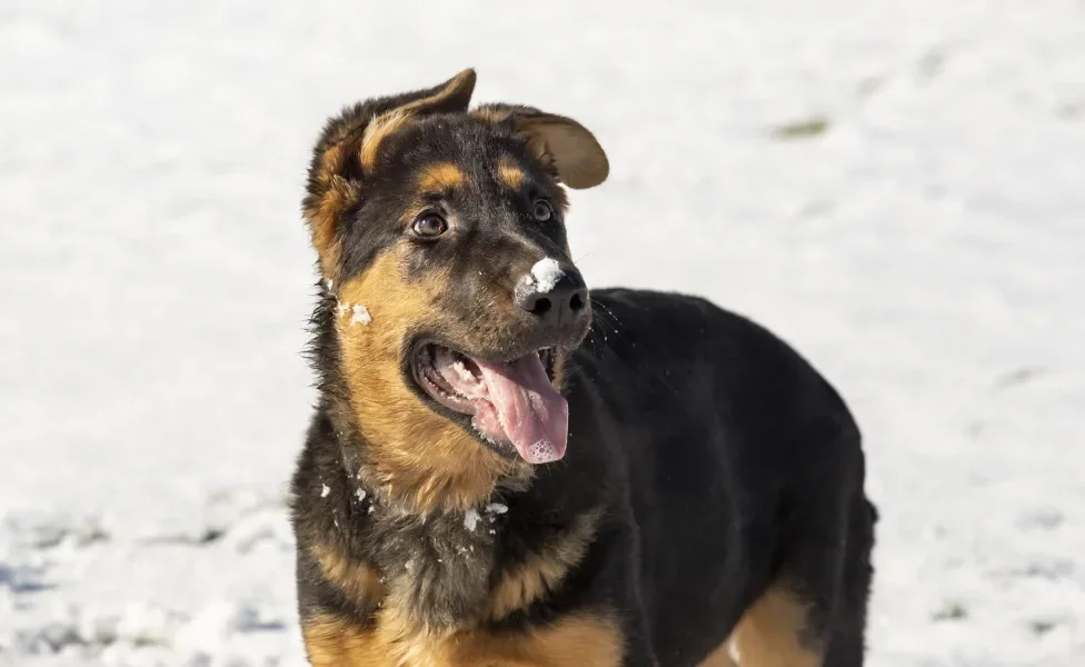 Pastor Alemão na neve