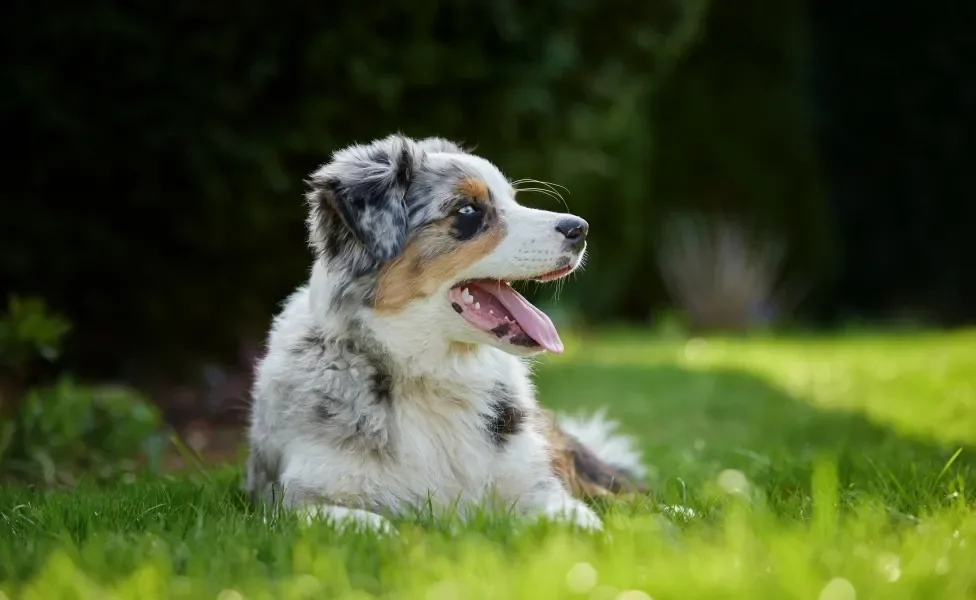 Cão Pastor Australiano deitado em gramado