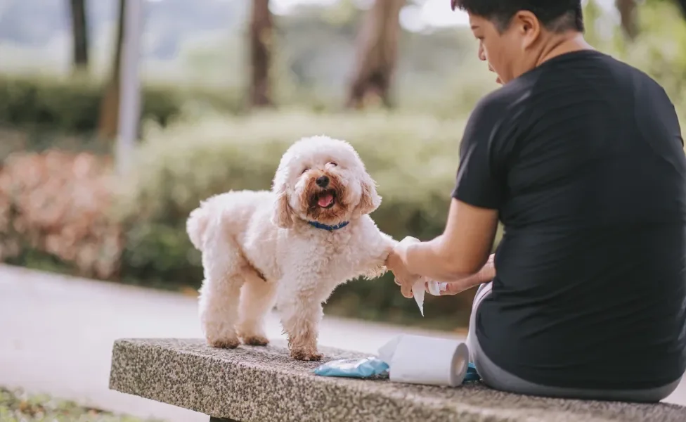 homem limpando pata de cachorro