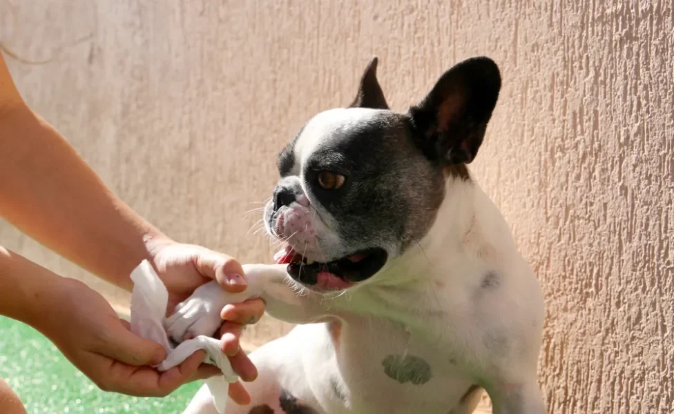 pessoa limpando pata de cachorro