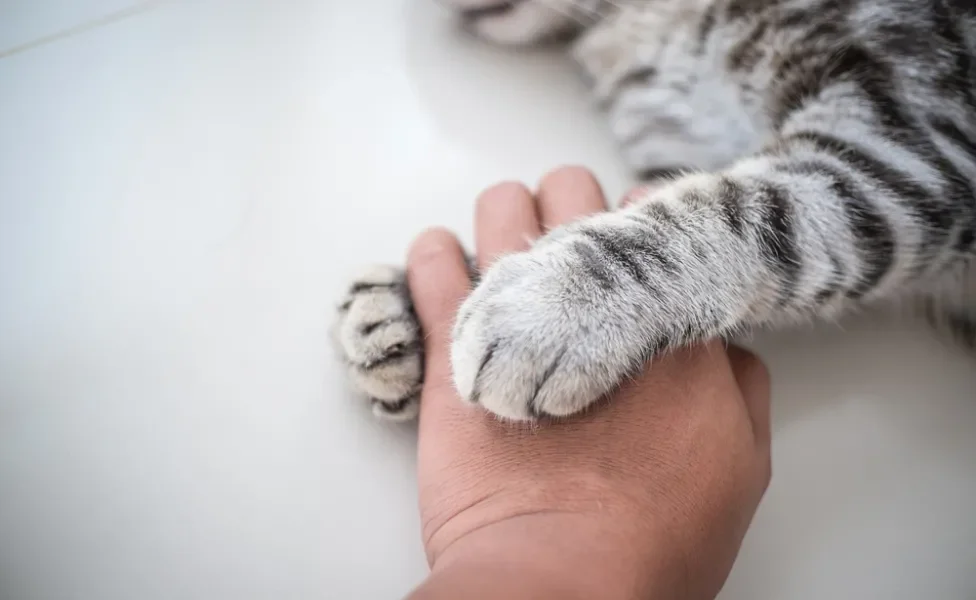 pessoa segurando pata de gato na mão