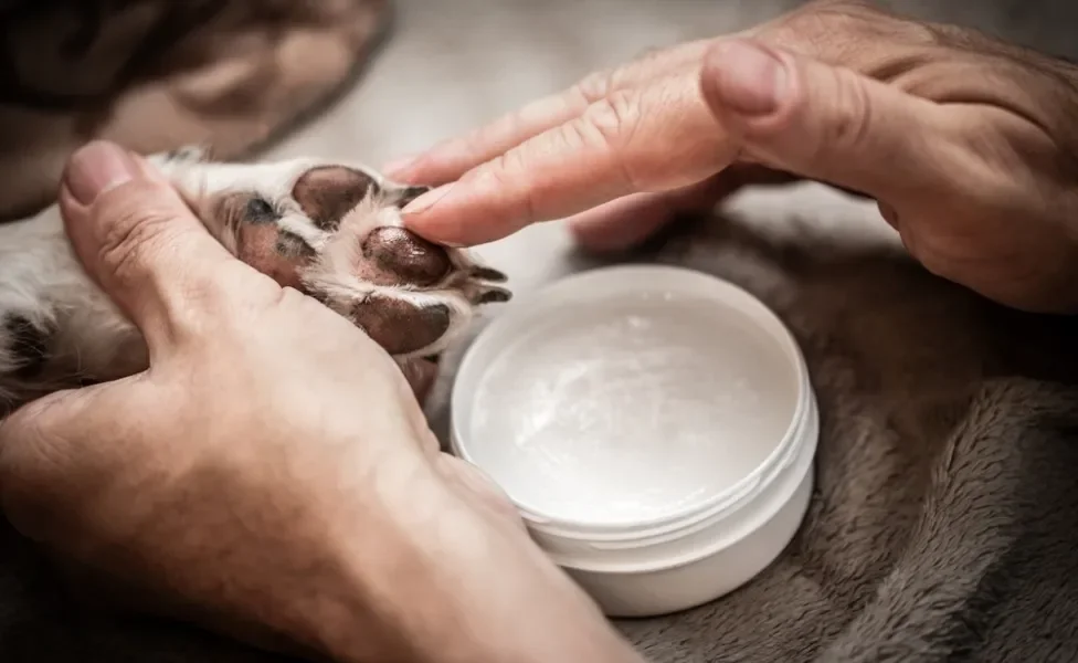 Tutor passando hidratante na pata de cachorro