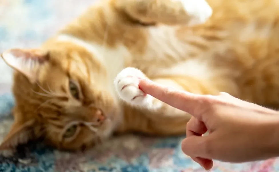 mulher tocando nas almofadinhas da pata de gato laranja