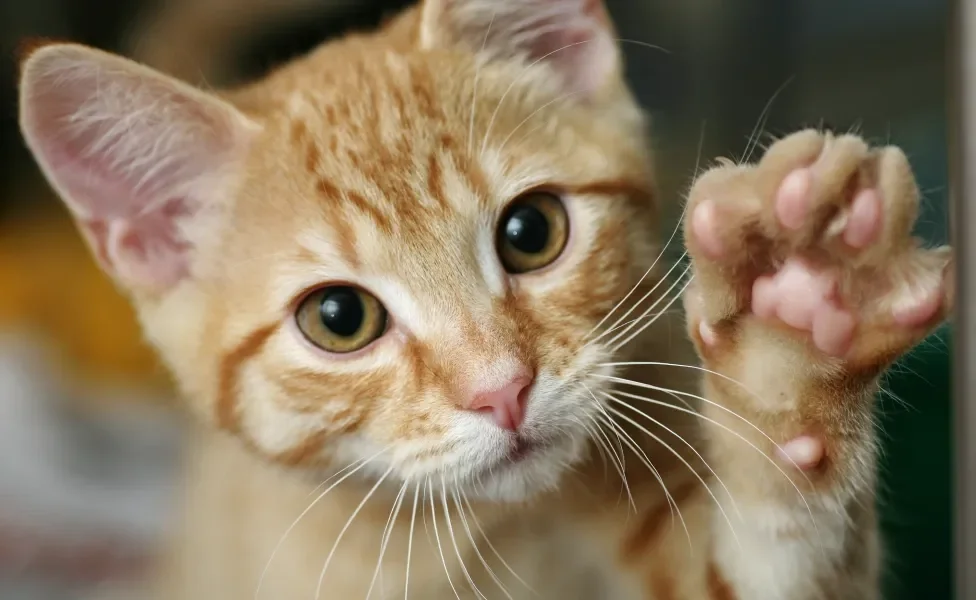 Gato laranja com a pata de gato apontada para frente