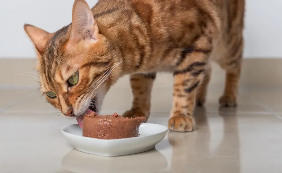 Gato laranja com listras escuras comendo bolo de ração molhado em prato branco no chão