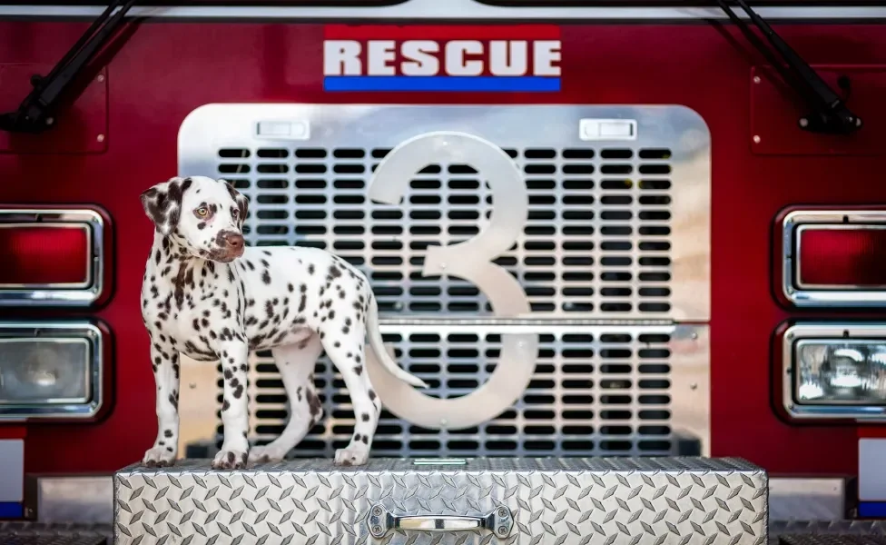 Raça de cachorro do Marshall da Patrulha Canina