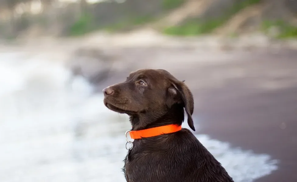 Raça de cachorro do Zuma da Patrulha Canina