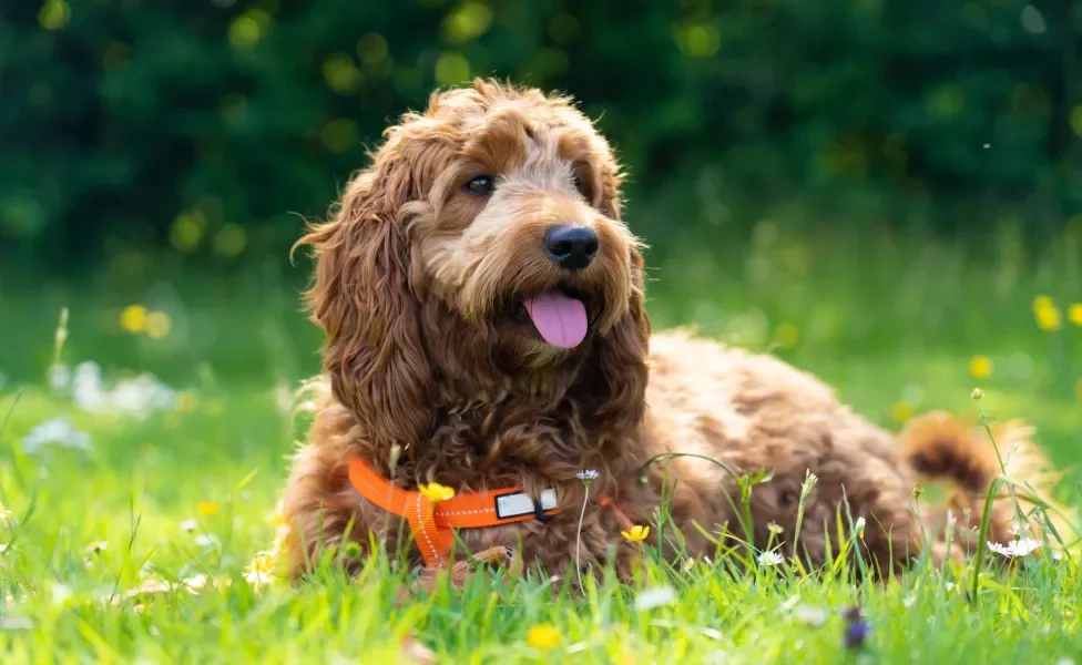 Raça de cachorro da Skye da Patrulha Canina