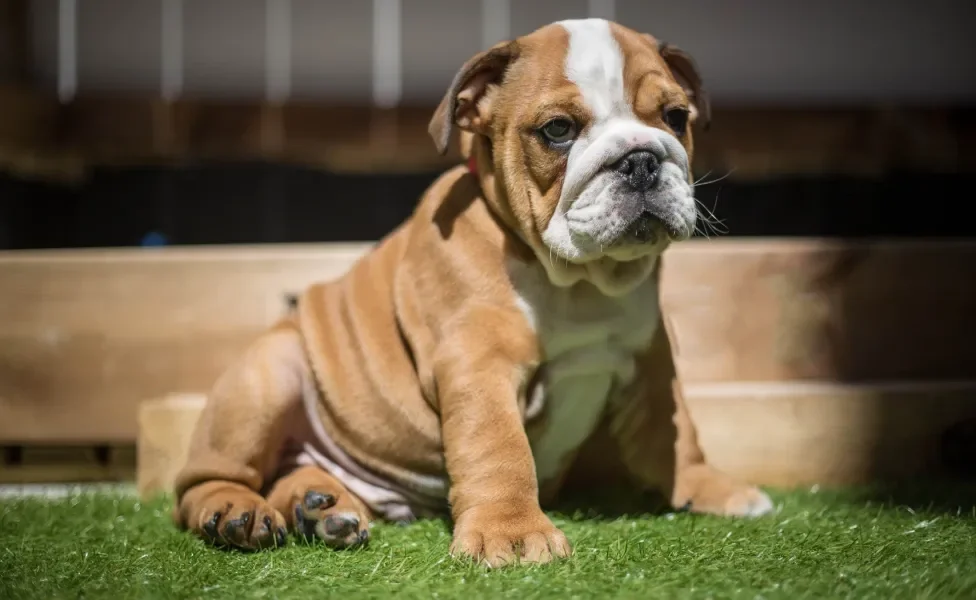 Raça de cachorro do Rubble da Patrulha Canina