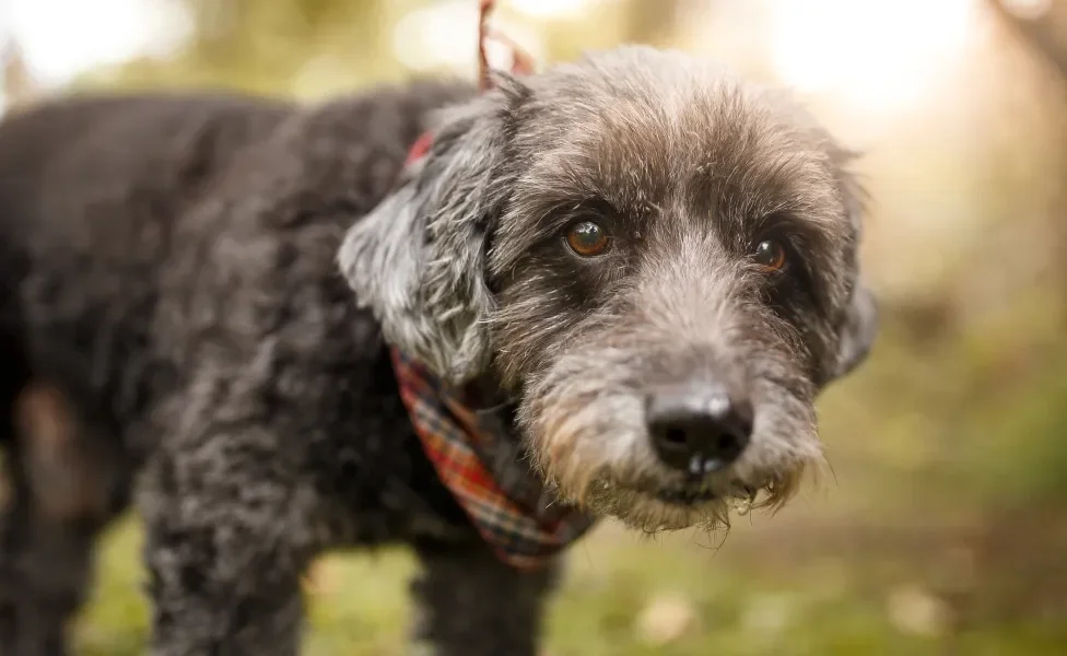 Raça de cachorro do Rocky da Patrulha Canina