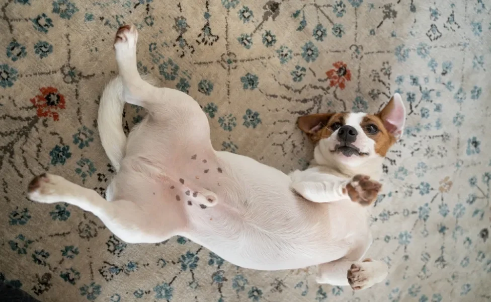 pênis de cachorro: cão deitado de barriga para cima