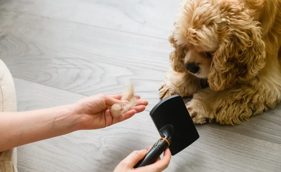 mulher escovando o pelo de cachorro