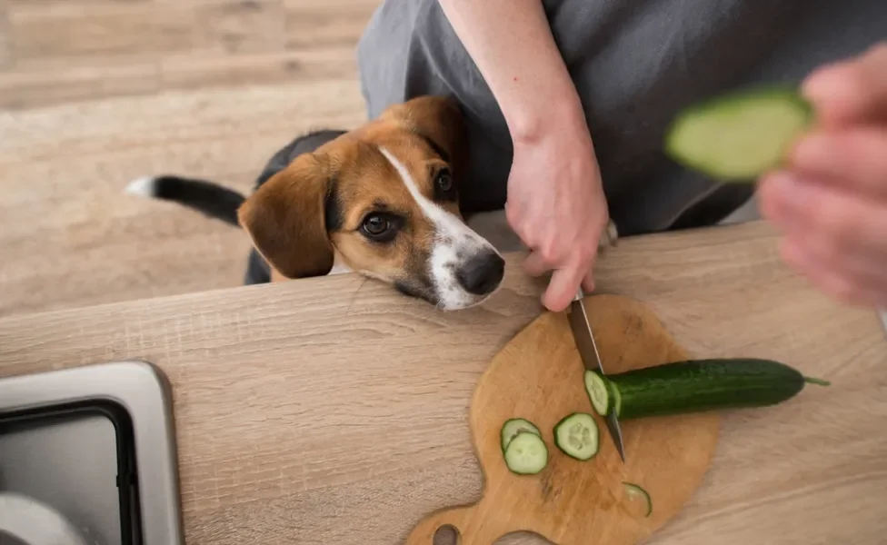 Pessoa cortando pepino em tábua de madeira com cachorro esperando um pedaço