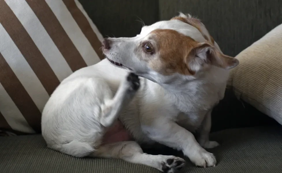 cachorro se coçando