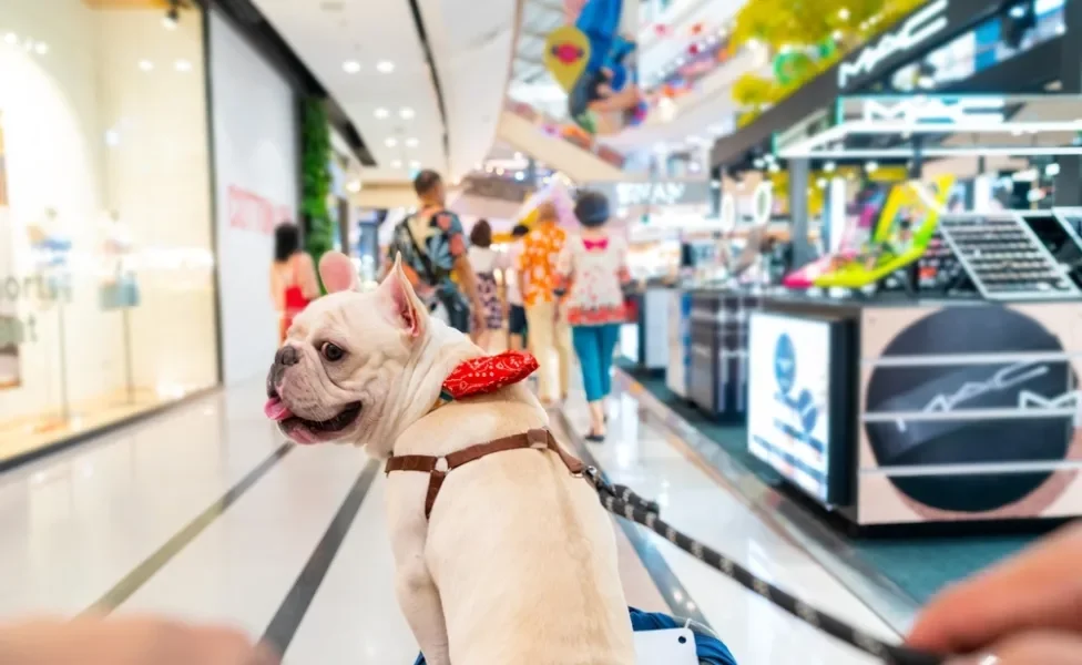 cachorro de coleira em shopping pet friendly