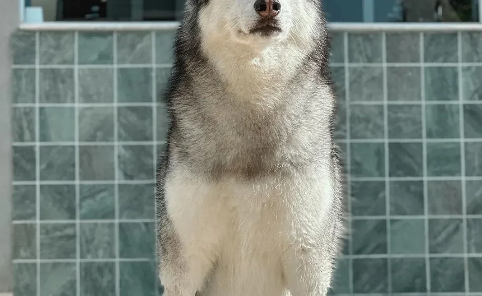 Cão Husky Siberiano influencer Gudan