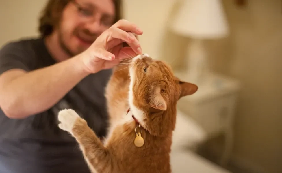 tutor dando petisco para gato laranja