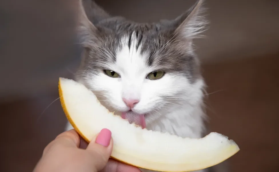 gato comendo melão