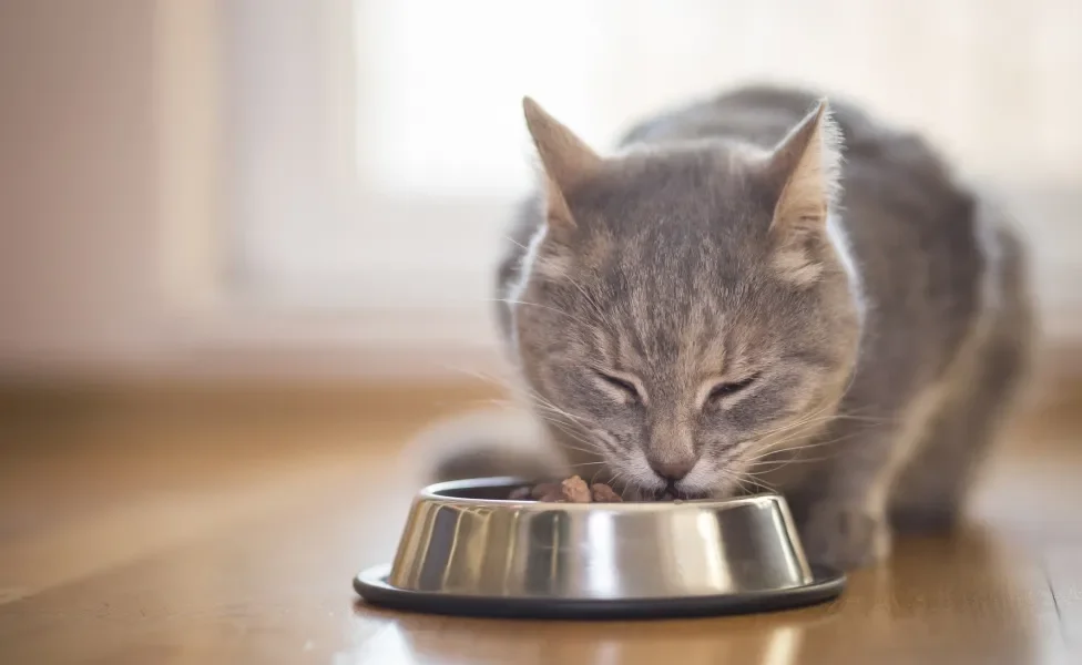 Gato cinza comendo ração no pote