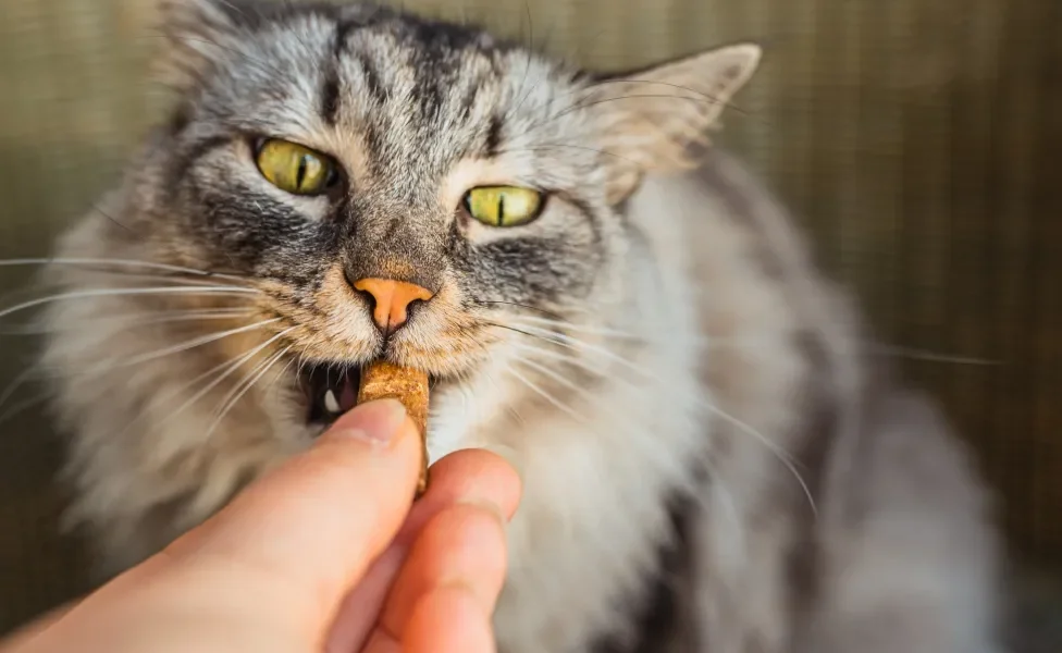 Gato cinza recebendo petisco de mão humana