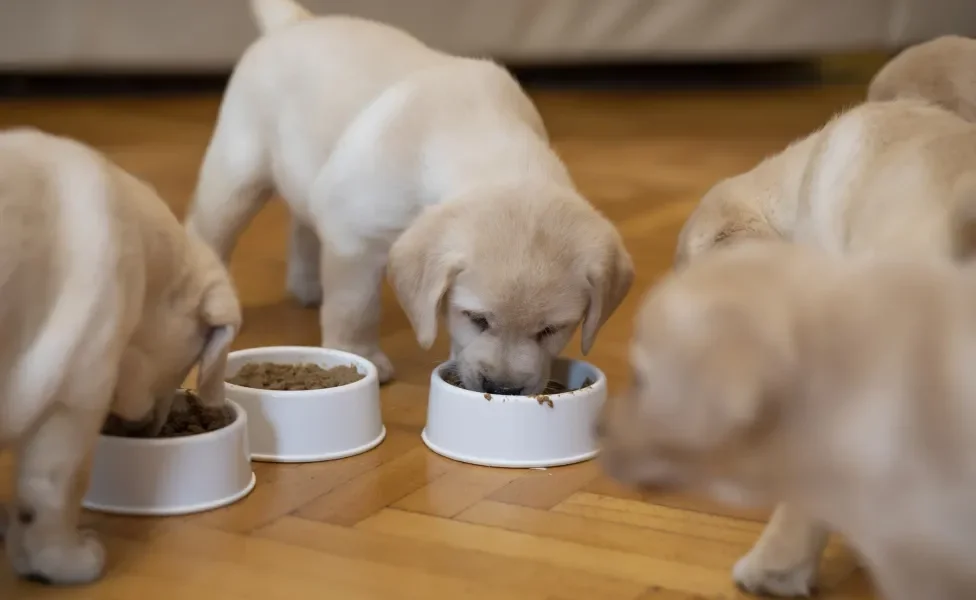 Filhotes de cachorro comendo ração em seus respectivos potes