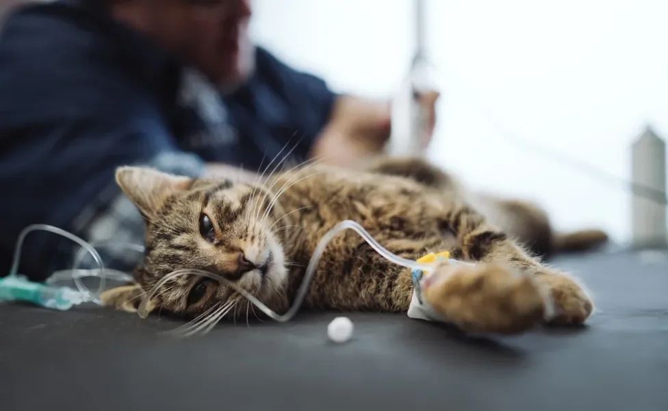 picada de cobra em gato: gato tomando soro no veterinário