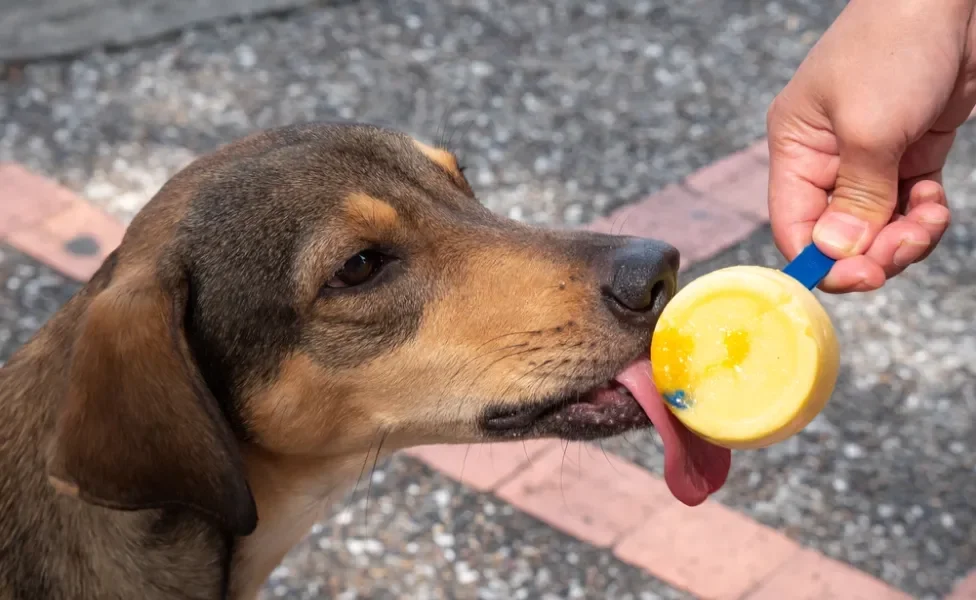 cachorro tomando picolé de fruta para cachorro