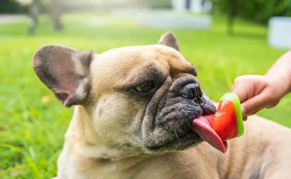 cachorro lambendo picolé