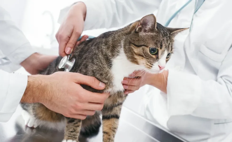 gato sendo avaliado por veterinários