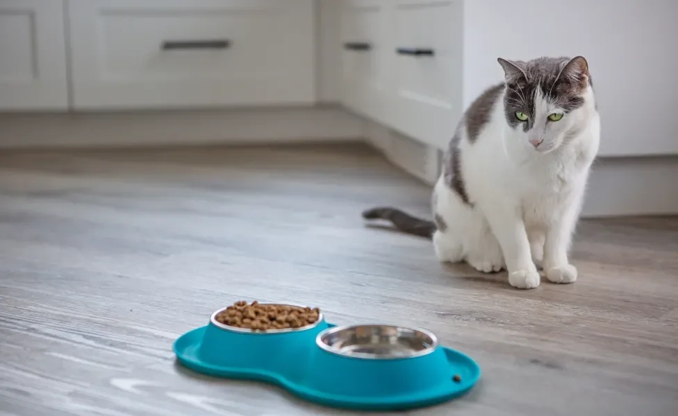 Gato cinza e branco olhando potes de ração e água de longe