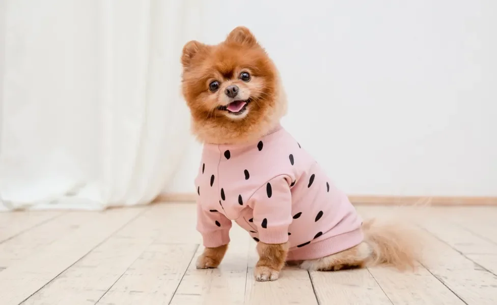 cachorro vestindo pijama para cachorro