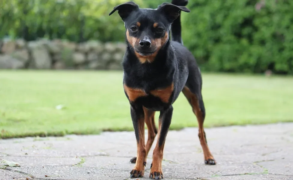 Pinscher em pé ao ar livre